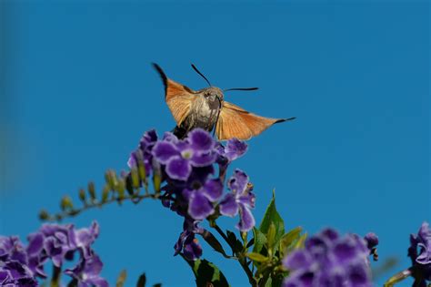 Hummingbird Hawk Moth Archives Craig Rogers Photography