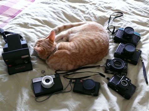 Cats And Cameras A Gallery On Flickr
