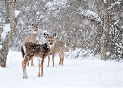 Animal Gallery Fun In The Snow Snow Animals Winter Animals Cute