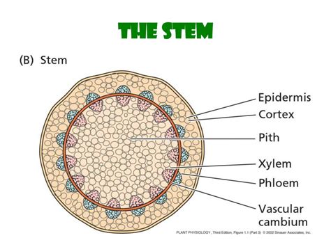 Plant Cells Overview Of Plant Structure Online Presentation