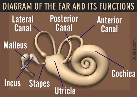 Structure And Functions Of The Ear Explicated With Diagrams
