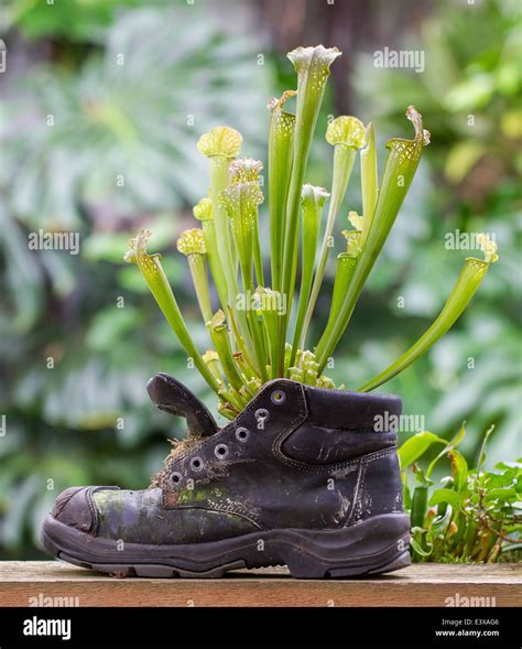 La Fuerza De La Naturaleza Las Plantas Jarro En Un Viejo Zapato