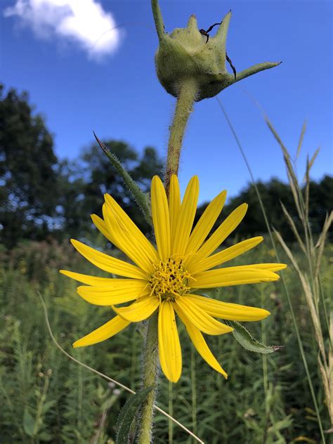 Wisconsin Wildflower Compass Plant Silphium Laciniatum