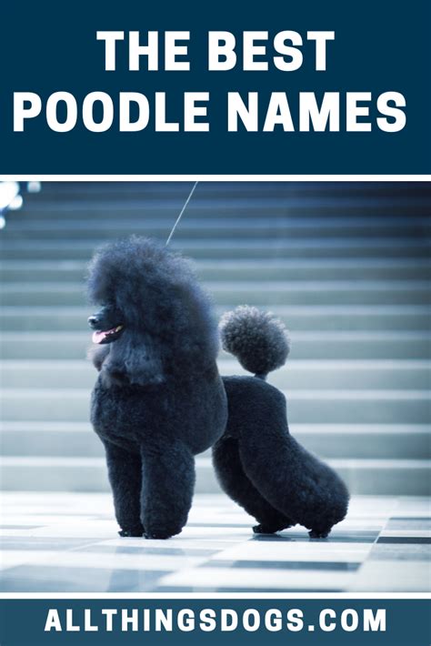 Best Poodle Names Best Dog Names Dog Names Poodle