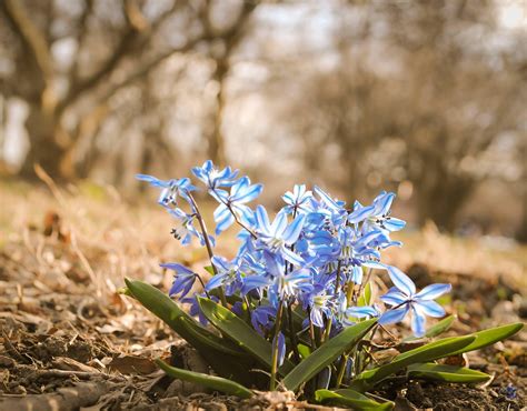 Early Spring Flowers Wallpapers Wallpaper Cave