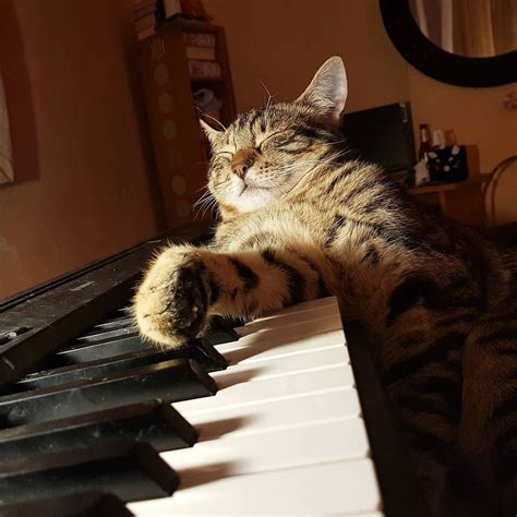 Piano-Playing Cat Is No Minor Sensation On Instagram | The Animal