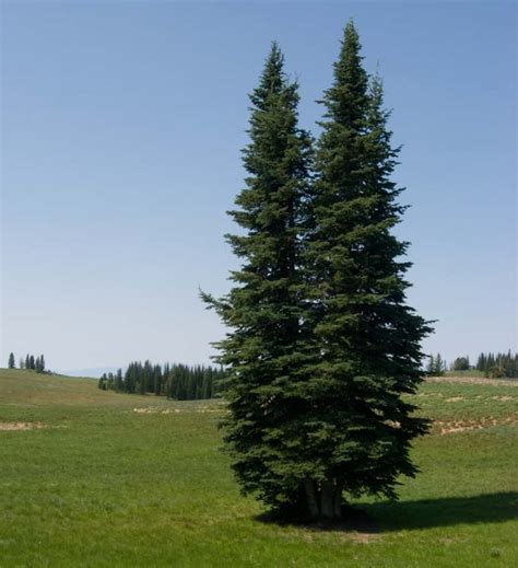 Christmas ornament, balls, butterflies, garlands & more Subalpine Fir | Coniferous Forest