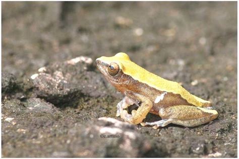 Weidholzs Banana Frog Amphibians Of The Wap Complex · Inaturalist