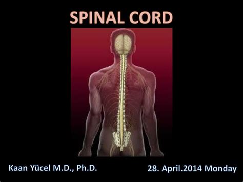 Ppt Spinal Cord Powerpoint Presentation Free Download Id1862936