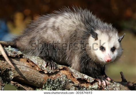 Curious Young Sub Adult Possum On Stock Photo Edit Now 301874693