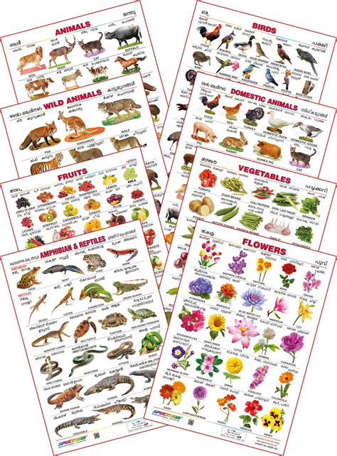 Buy Spectrum Educational Mini Wall Chart Set Of 8 Animals Birds