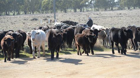 Long Term Permits Available For Travelling Stock Reserves The Land Nsw
