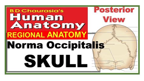 Chp1 Skull Norma Occipitalis Posterior View Of Skull Bd