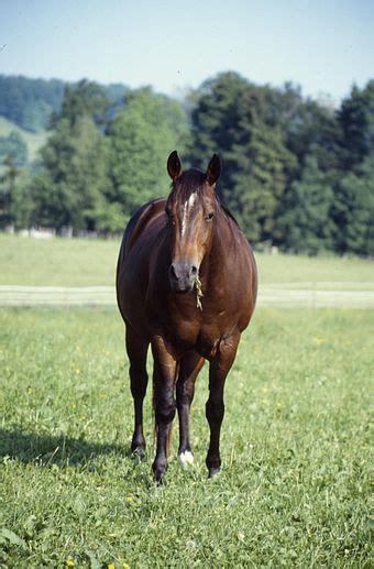 American Quarter Horse Wikipedia