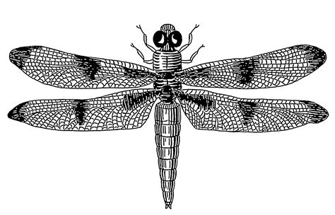 Free Dragonfly Drawings Download Free Dragonfly Drawings Png Images