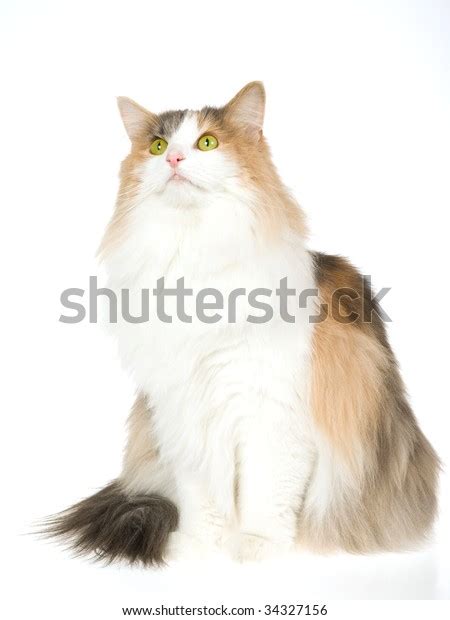 Norwegian Forest Cat Calico Sitting On Stock Photo 34327156 Shutterstock