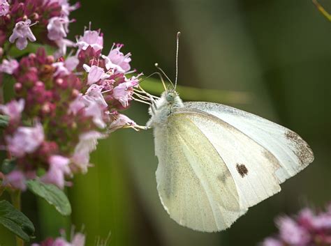 Small White Small White Pieris Rapae Butterfly Sipping N Flickr