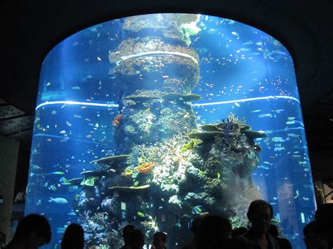Sea Aquarium At Resorts World Sentosa Singapore Sea Aquarium Resort