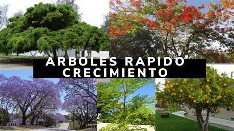 Arboles De Rapido Crecimiento Que Tienes Que Tener En Tu Jardin Youtube