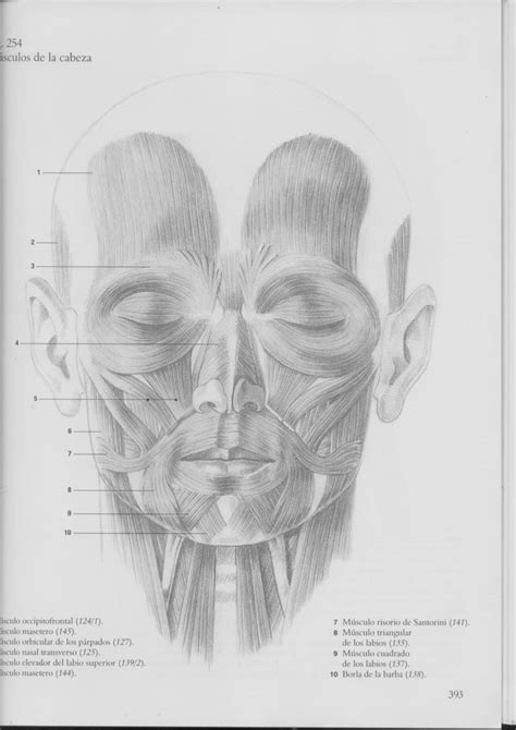 Guia De Dibujo Anatomico