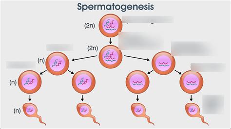 Spermatogenesis And Spermiogenesis Diagram Quizlet