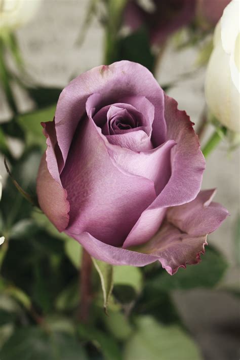 Purple Rose Pictures Download Free Images On Unsplash