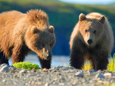 Rośnie Populacja Polskich Niedźwiedzi Brunatnych