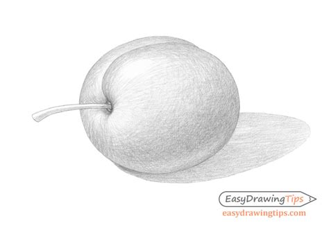 How To Draw A Plum Step By Step Easydrawingtips