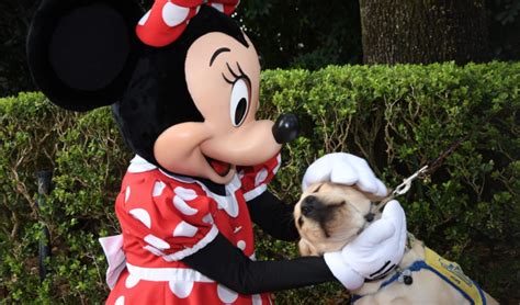 Is Epcot dog friendly?