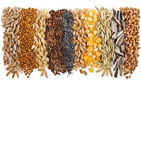 Cereal Grains And Seeds — Stock Photo © Madllen 14091563