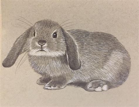 John Britton On Instagram “pencil Drawing Of Baby Rabbit” Drawings