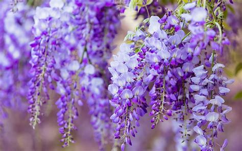 Hd Wallpaper Wisteria Vara Purple Flower Summer Glicina