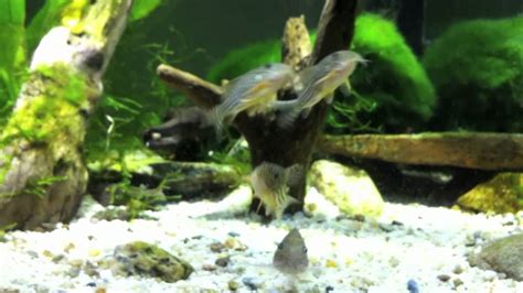 Corydora Sterbai And Julii With Red Cherry Shrimp In Aquarium Youtube