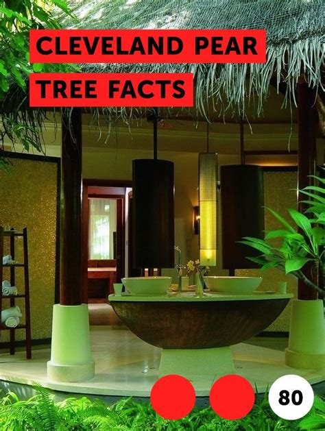 Occasionally the tree will flower in the fall, usually due to some. Cleveland Pear Tree Facts | Pecan tree, Wood chip mulch ...