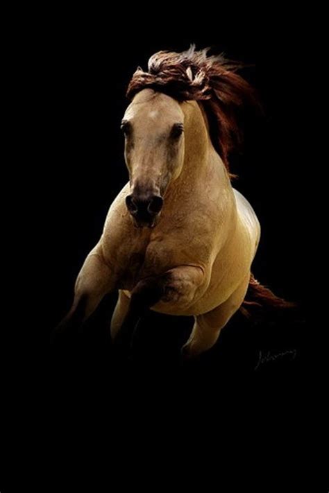 Es ist in den folgenden auflösungen erhältlich: Beautiful Buckskin | Pferde