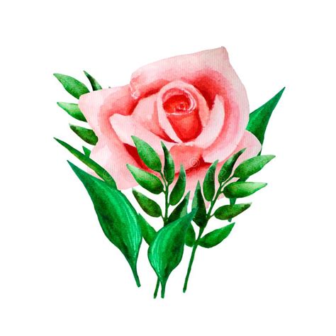 Watercolor Coral Roses Stock Illustrations 400 Watercolor Coral Roses
