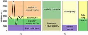 Lung Volumes Capacities Respiratory Teachmephysiology
