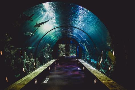 Sea Aquarium Sentosa Come And Swim With The Sharks