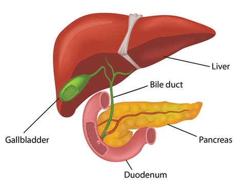 The pancreas is a glandular organ that produces a number of hormones essential to the body. Dr Ben Lancashire | Gallstones