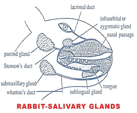 DIGESTIVE GLANDS IN RABBIT