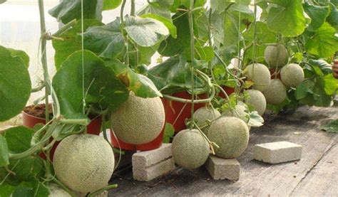 Cara Memperbesar Buah Melon Dan Berbuah Banyak Suplemen Dan Pupuk