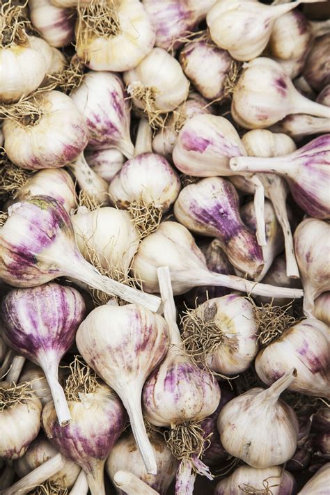 6 Varieties of Hardneck Garlic