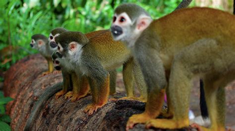 Top 110 Animals Of Amazon Rainforest List