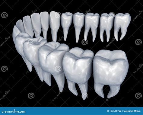 Human Teeth 3d Instalation Medically Accurate Dentistry 3d Anatomy