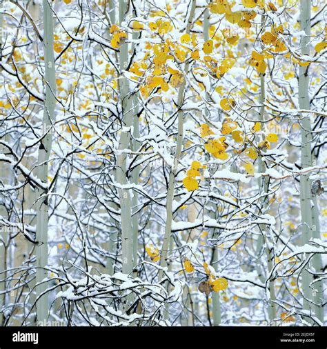 Aspen Colorado Winter Snow Trees Hi Res Stock Photography And Images