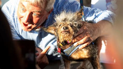 Scamp The Tramp Declared 2019 Worlds Ugliest Dog At Sonoma Marin Fair