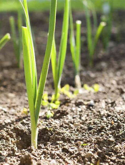 Poireau Semis Culture Et Récolte Des Poireaux Astuces Jardin