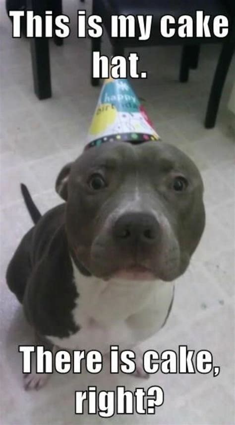 🎉 Happy Birthday Im Wearing My Cake Hat~ 🐶🎂🎈 Happy Birthday Dog
