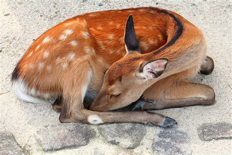 Duke Gallaga Photo Sleeping Animals Cat Sleeping Cute Animals