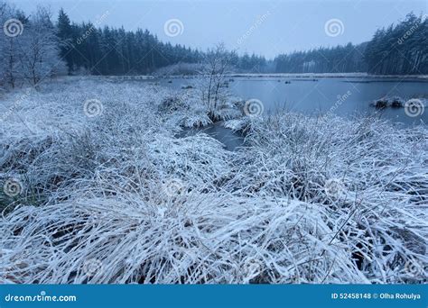 Snow And Frost On Wild Forest Lake Stock Photo Image Of Pond